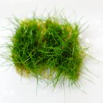 ヘアーグラス　ショート（水上葉）土付き（３０ｃｍ水槽用）（無農薬）（１シート分）